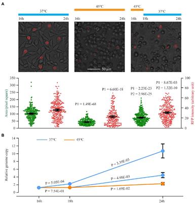 Robust Heat Shock Response in Chlamydia Lacking a Typical Heat Shock Sigma Factor